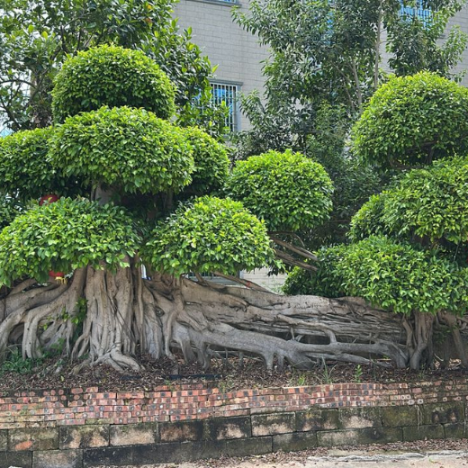 Plant Nursery