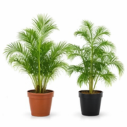Palms