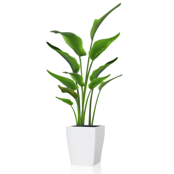 Areca Palm