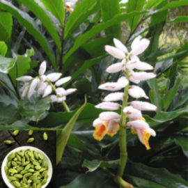 Cardamom