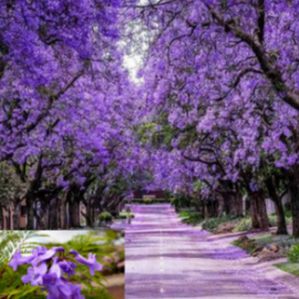 Blue Jacaranda