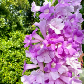 Garlic Vine