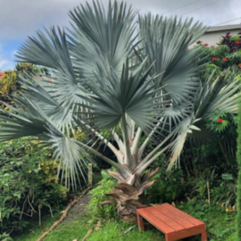 Bismarck Palm